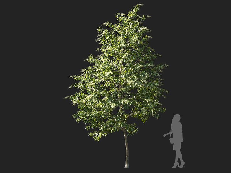 Maxtree - Plant Models Vol.122