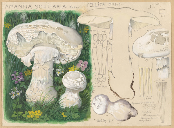 Amanita solitaria Bull pellita Gillet 1915 1945