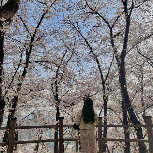 동학사 벚꽃 풍경