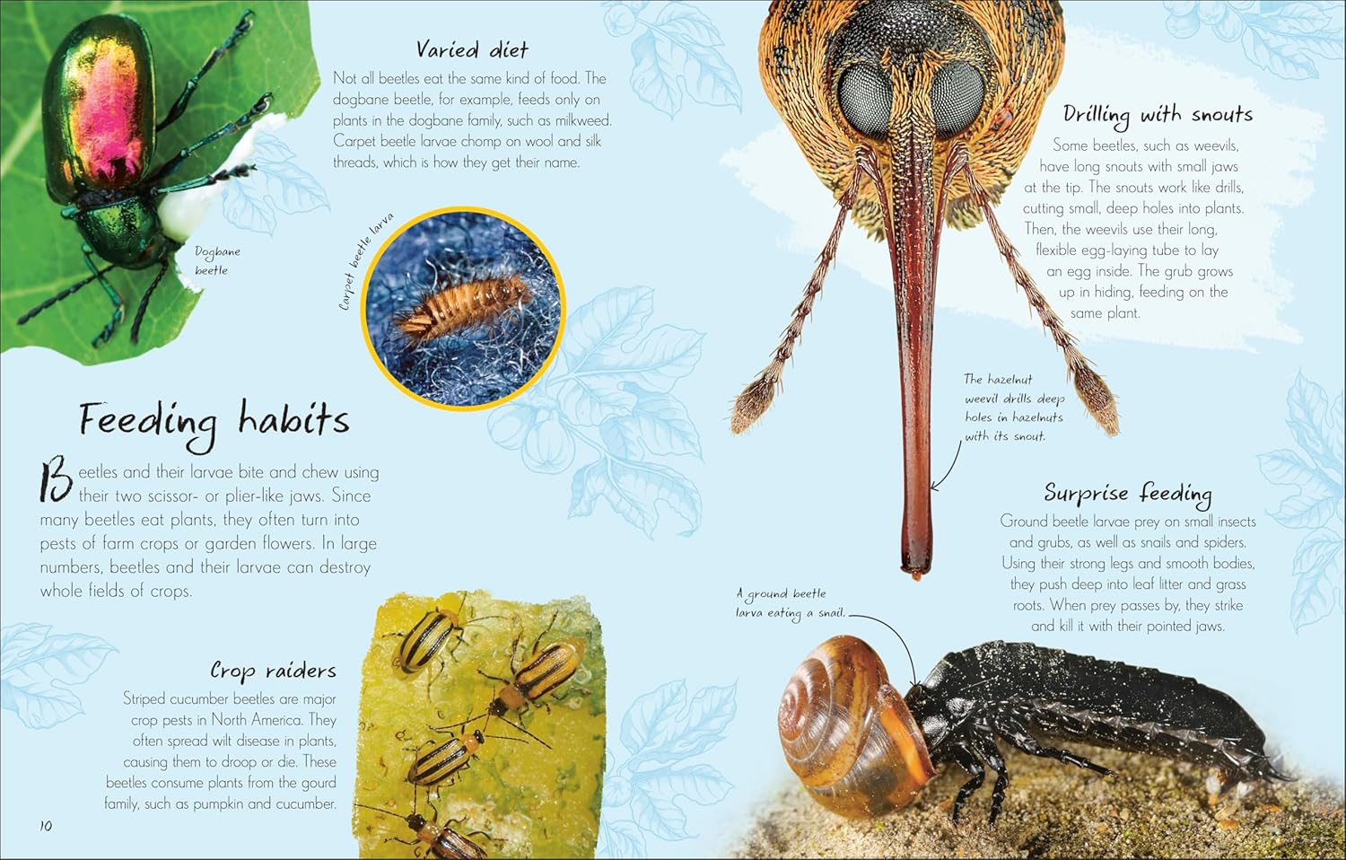 An Anthology of Beetles - thumbnail 2