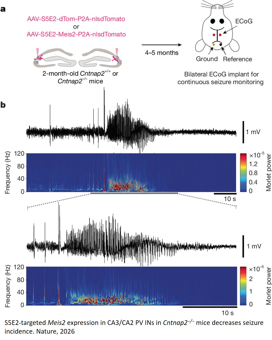 Restoring inhibitory neuron plasticity may reverse neurodevelopmental disorder symptoms