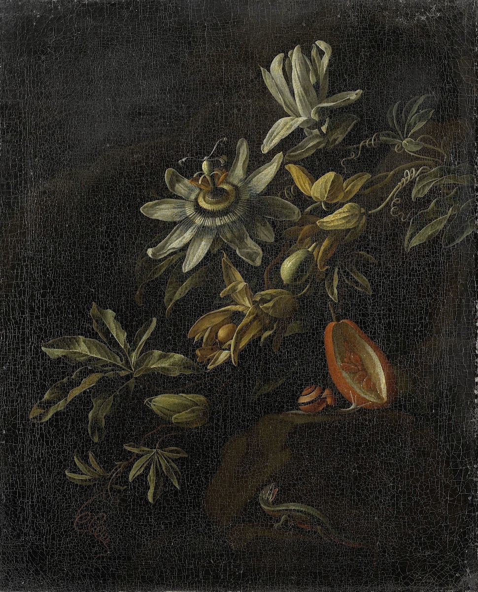 Still Life with Passionflowers 1670   1708