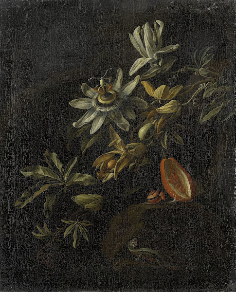 Still Life with Passionflowers 1670   1708