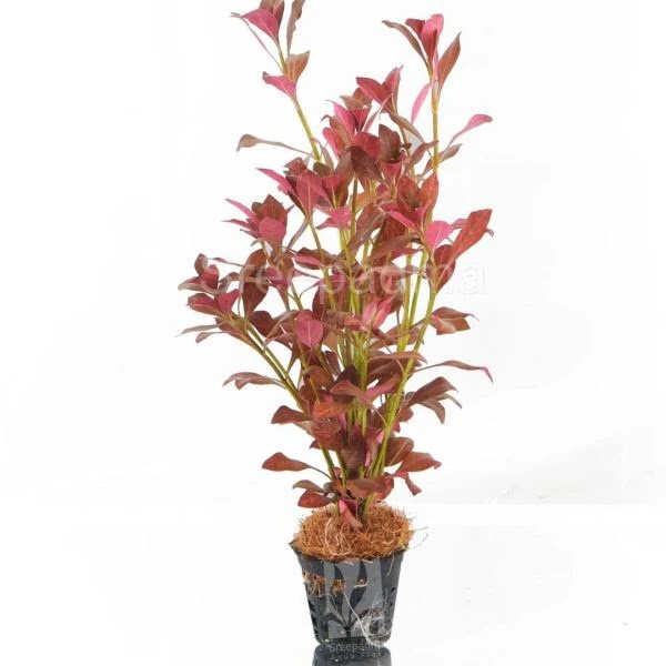 Ludwigia atlantis ‘Dark Orange