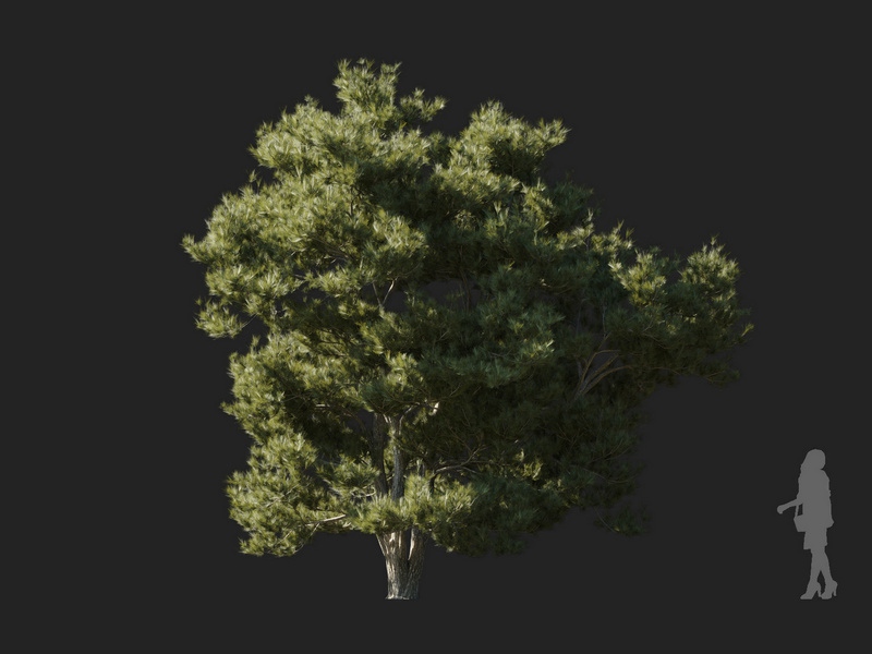 Maxtree - Plant Models Vol.127