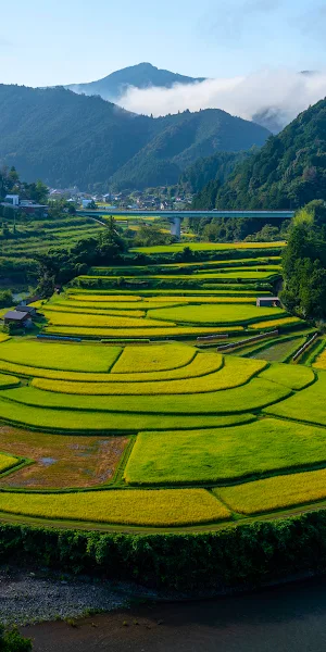 Rice Terraces, Japan Landscape, Rural Scenery, Asian Agriculture 4K Wallpaper Background