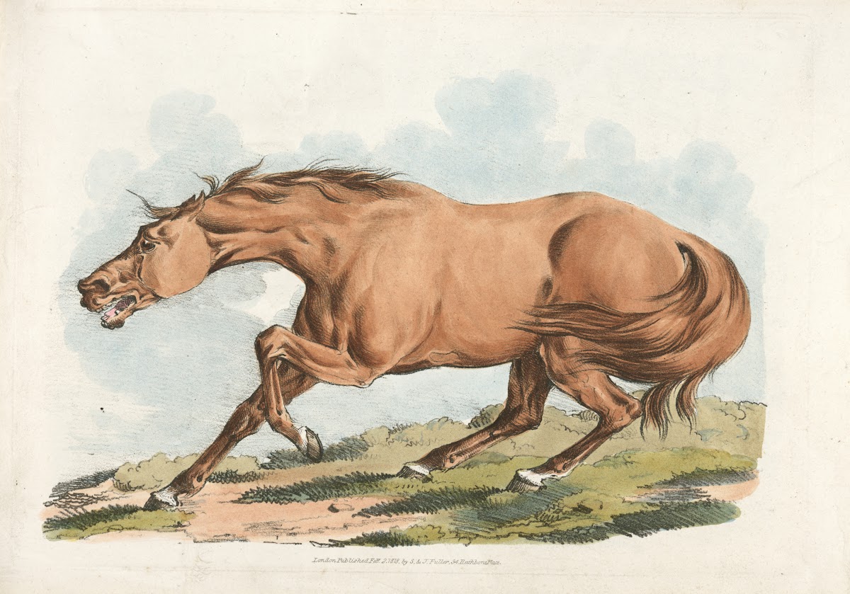 Light brown horse 1817 1818