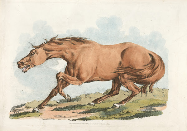 Light brown horse 1817 1818