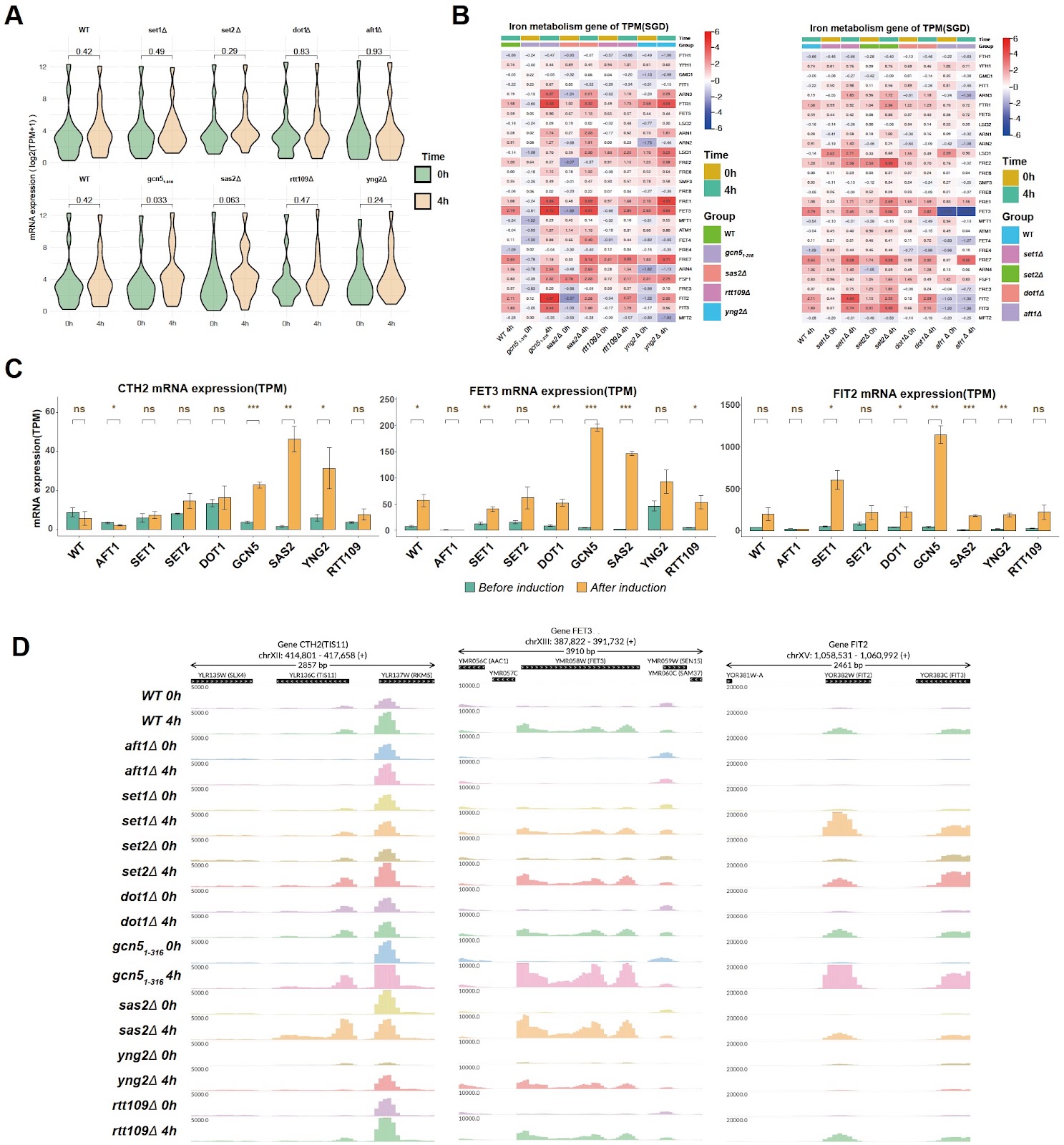 Histone acetylases are required for iron homeostasis in yeast