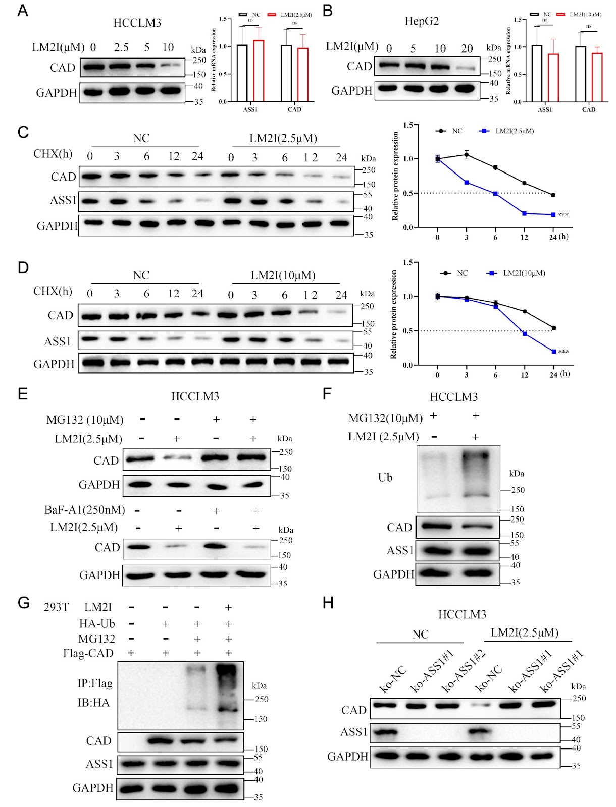 LM2I leads to CAD ubiquitination and liver cancer suppression through activation of ASS1