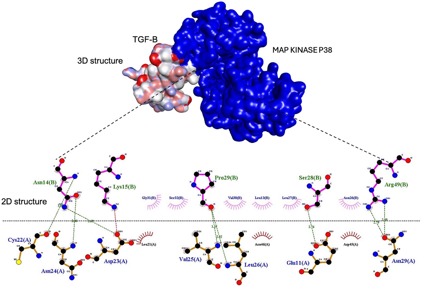 Mesenchymal stem cell derived exosomes mitigate COVID-19 cytokine storm via Annexin A1 and TGF-β mediated MAPK pathway inhibition