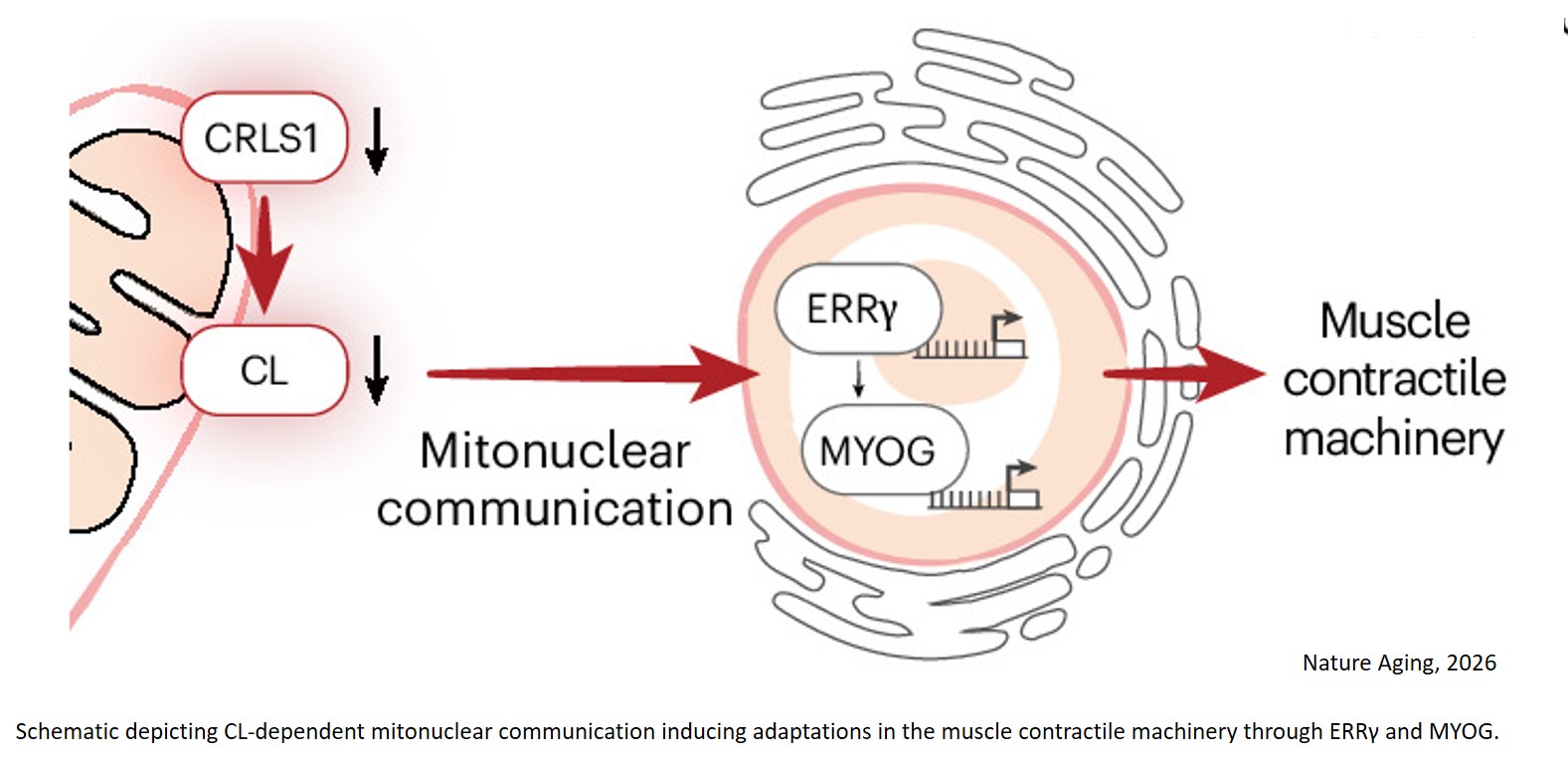 Mitochondrial membrane lipid cardiolipin controls fiber-type adaptations in aging muscle via estrogen-related receptor γ