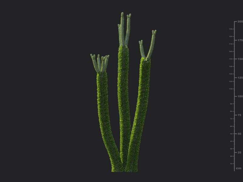 Maxtree - Plant Models Vol.130