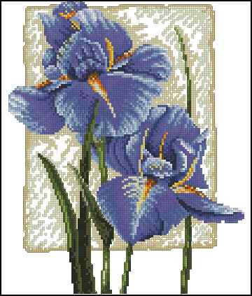 CMP 170129 Iris