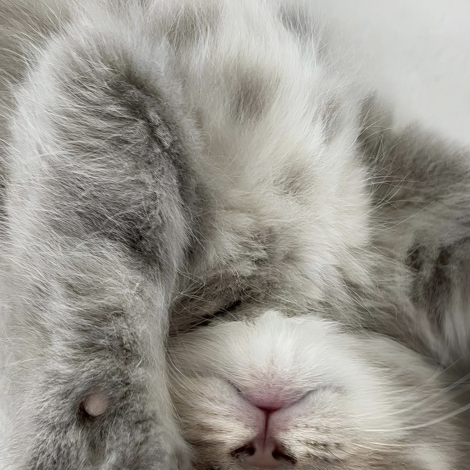 Download Fluffy Grey Kitten Upside Down Full HD iPhone
