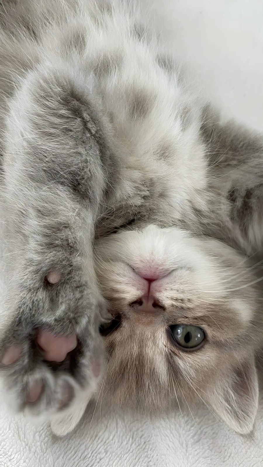 Fluffy Grey Kitten Upside Down - Pet Photography Full HD iPhone Wallpaper (1286x2286)