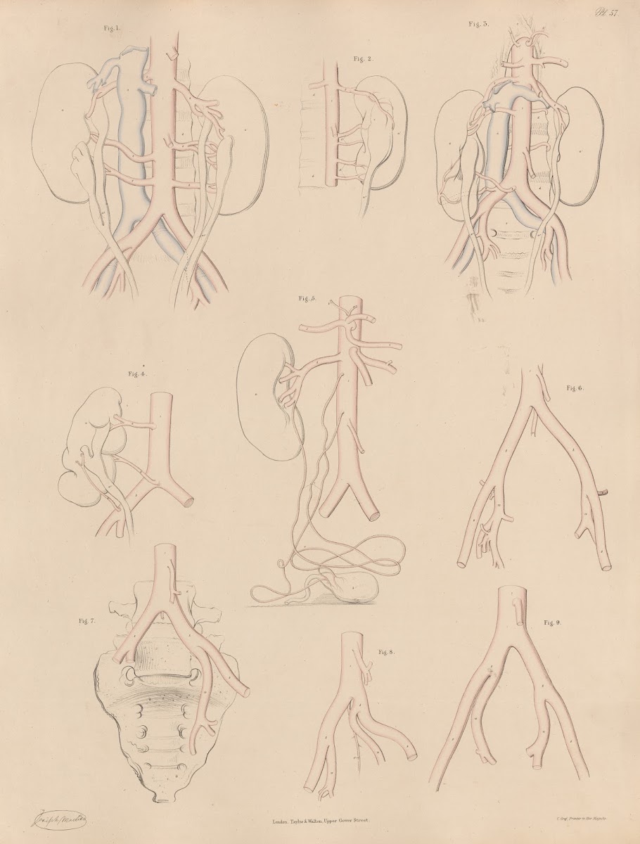 Peculiarities of some of the branches of the Abdominal Aorta and of the Iliac ar