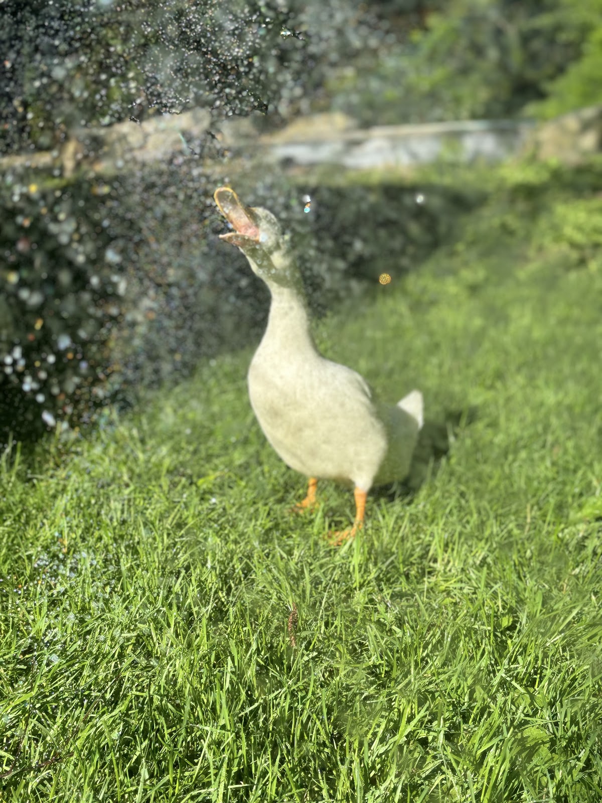 Jumbo Pekin Duckling