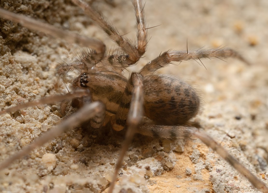 Tegenaria domestica