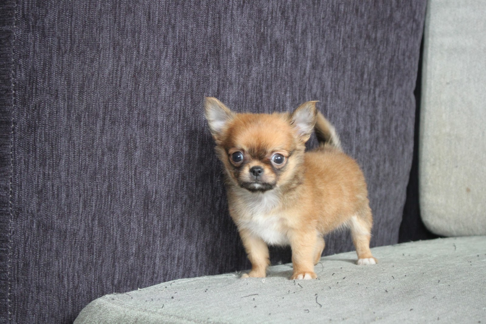 12/10出生 高端優質迷你長毛吉娃娃紅棕色妹妹