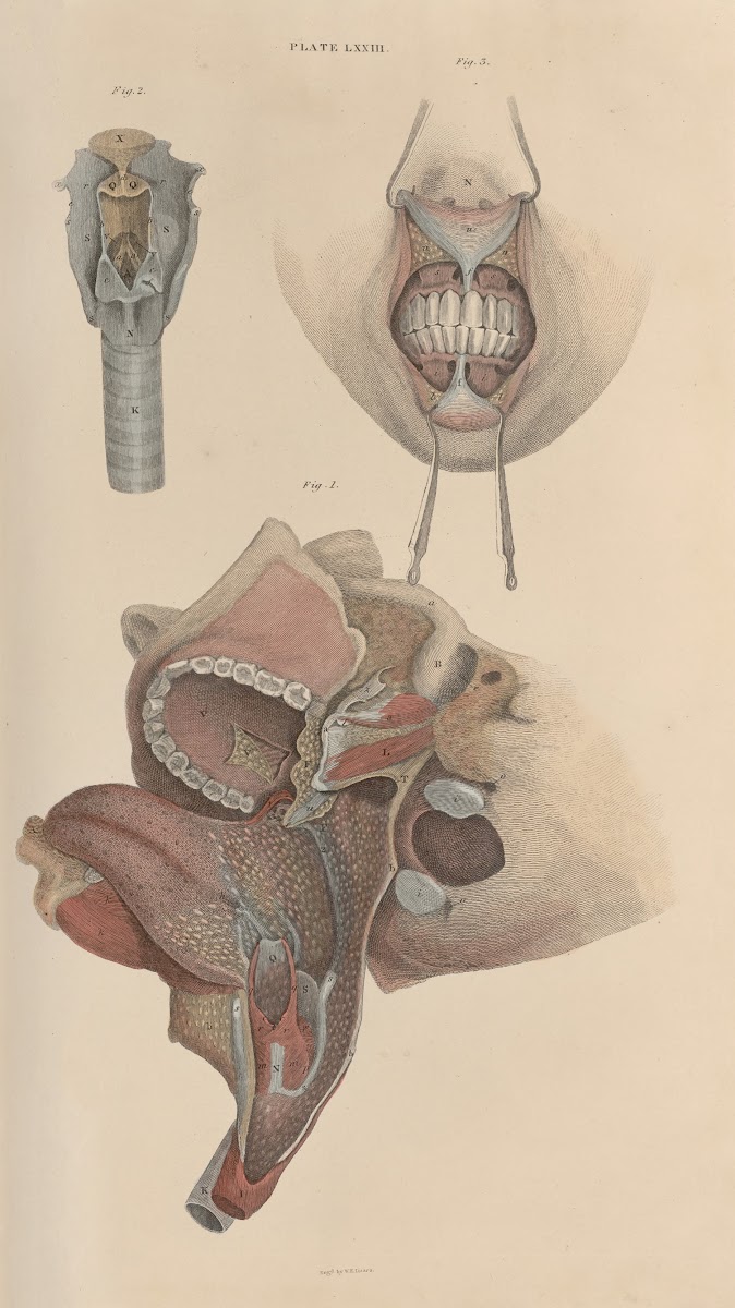 A system of anatomical plates of the human body Pl076 1840