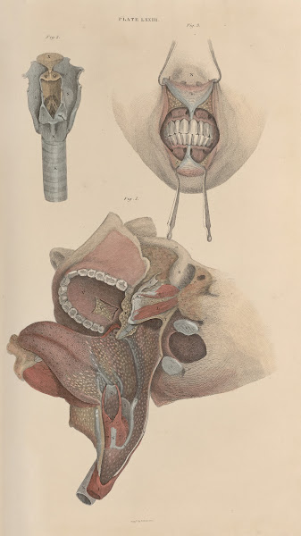 A system of anatomical plates of the human body Pl076 1840