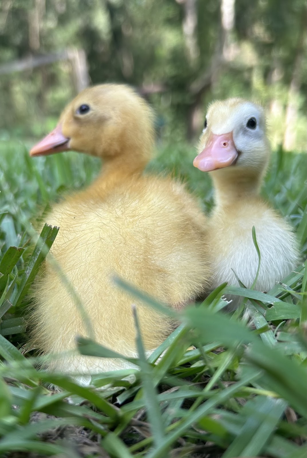 Fawn & White Runner Duck