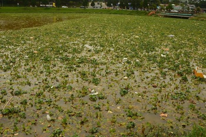 Sau trận mưa lớn, chất thải 'bủa vây' hồ Xuân Hương - Báo Công An Nhân Dân