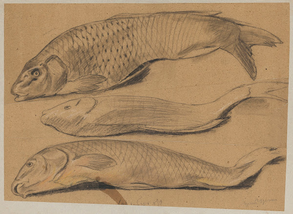 Fish 1888