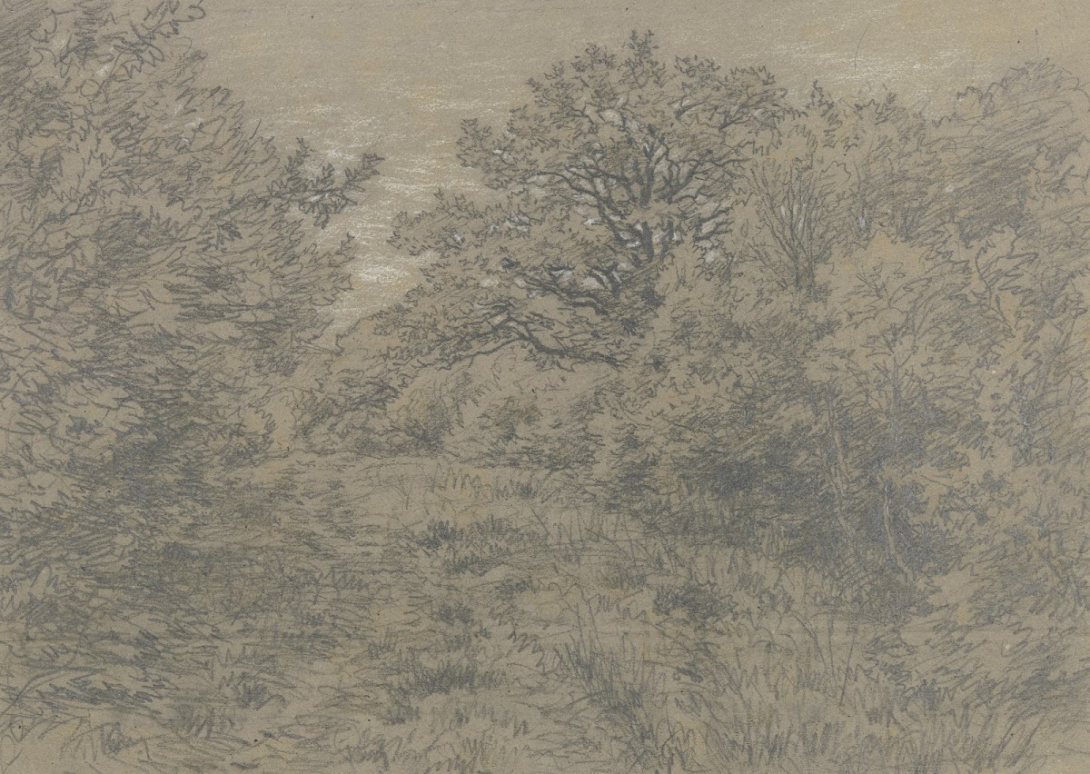 Forest section with path