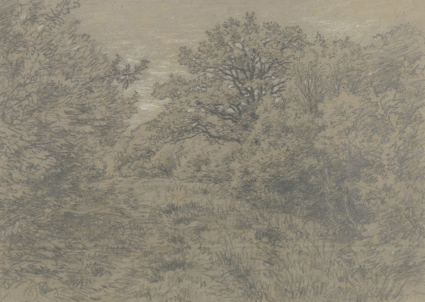 Forest section with path