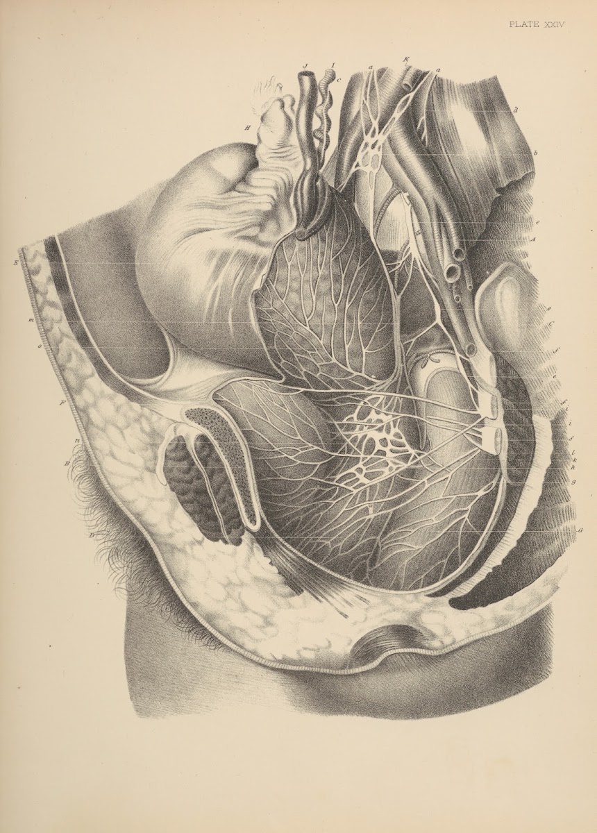 The Nerves of the Uterus and other Pelvic Viscera of a Woman who Died four days