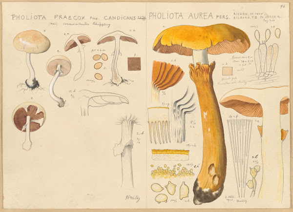 Pholiota praecox Pholiota aurea 1915 1945