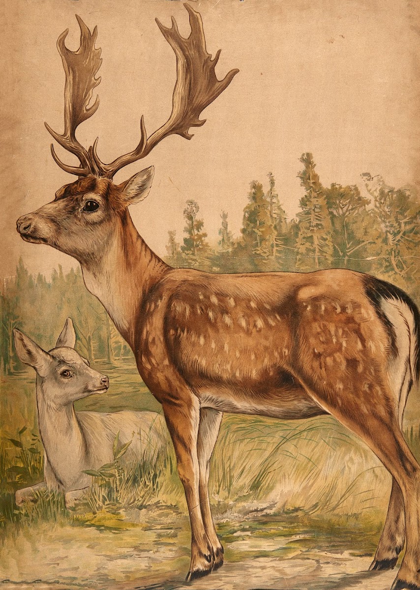 Deer 1913