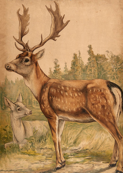Deer 1913