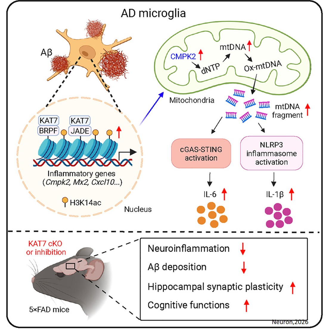 Epigenetic control of microglial mitochondrial immunity by KAT7 drives Alzheimer’s disease pathogenesis