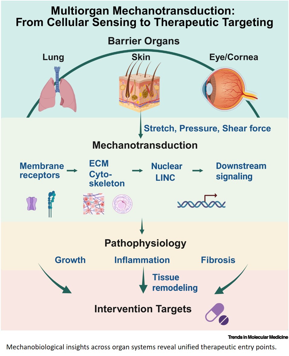 Barrier organ mechanomedicine and therapeutic insights