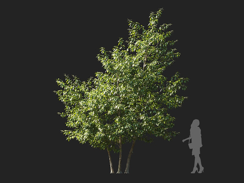 Maxtree - Plant Models Vol.122