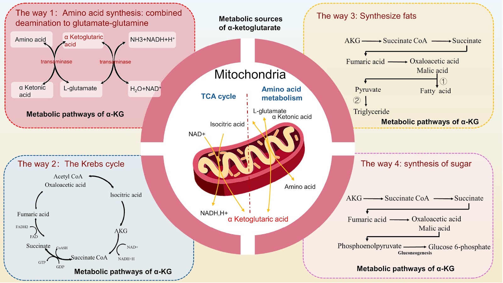 Essential role of the metabolite α-ketoglutarate in bone tissue and bone-related diseases