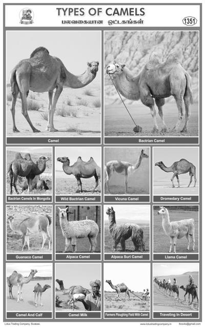 1351. Types Of Camels