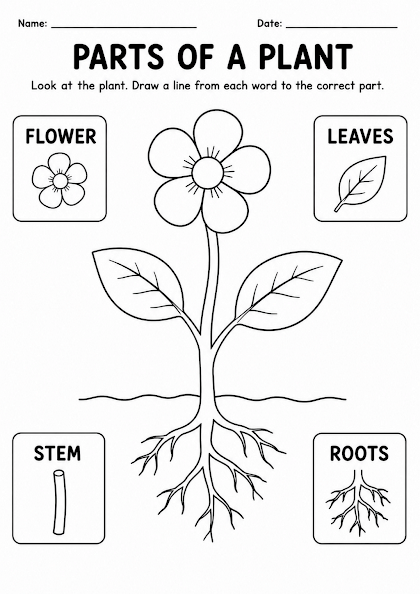 Parts of a Plant