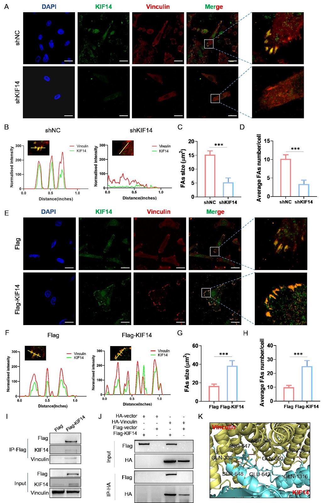 The E2F1-KIF14 axis drives focal adhesion formation and promotes colorectal cancer metastasis