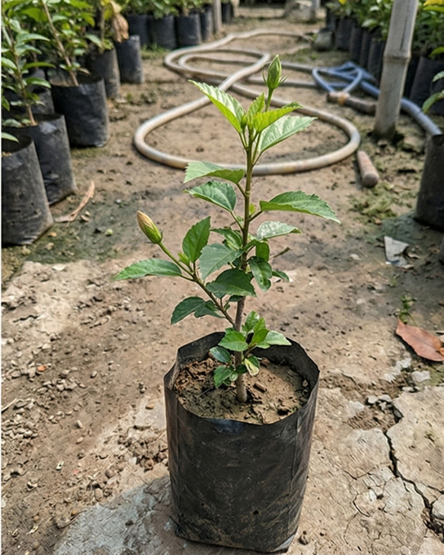 Hibiscus Cream Flower Plant — view 2