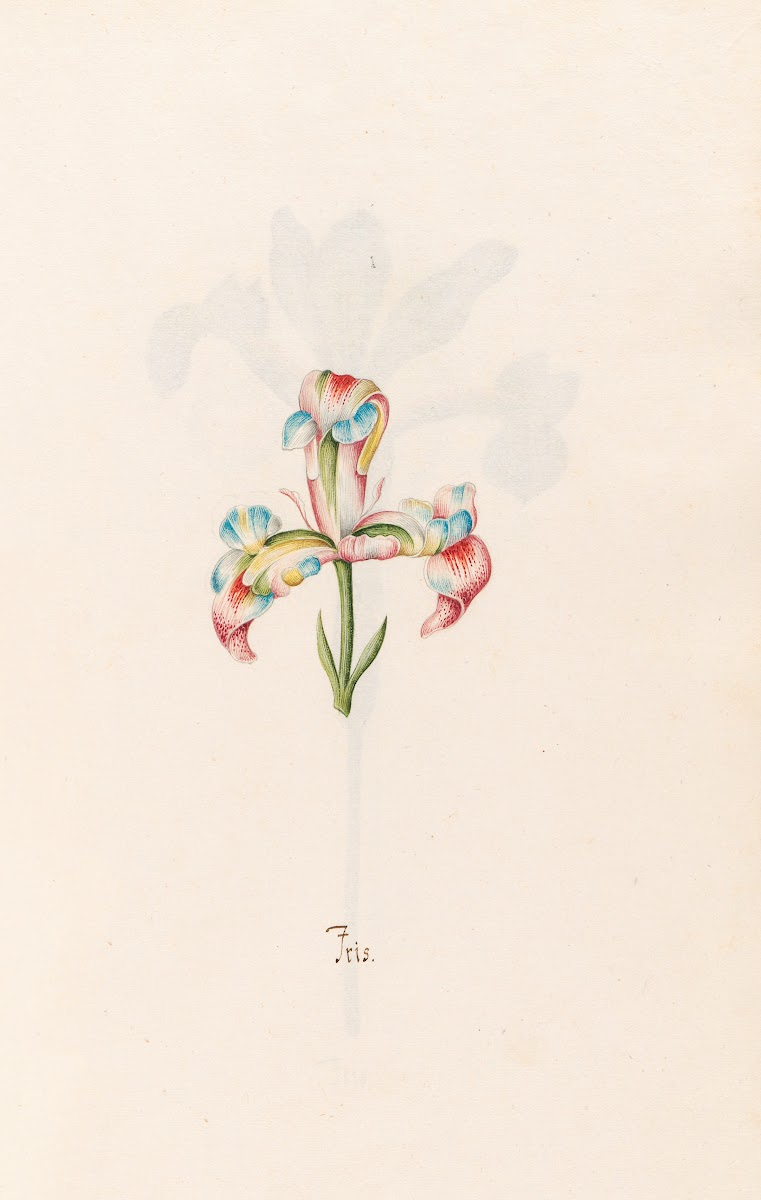 Iris 1692