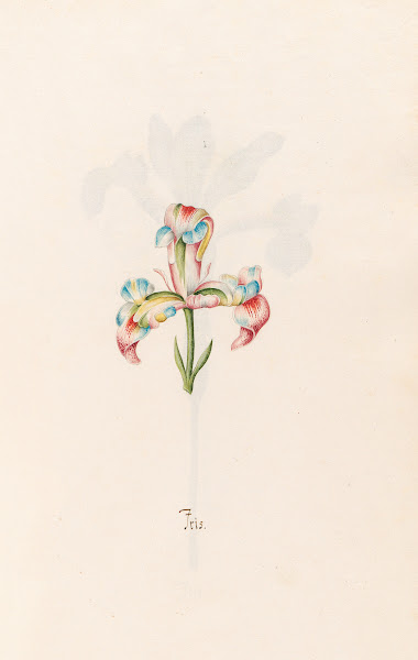 Iris 1692