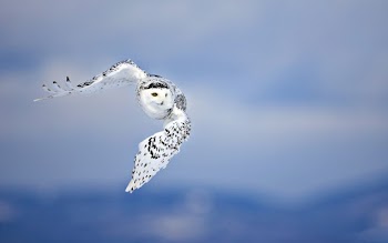 White Owl Wallpaper