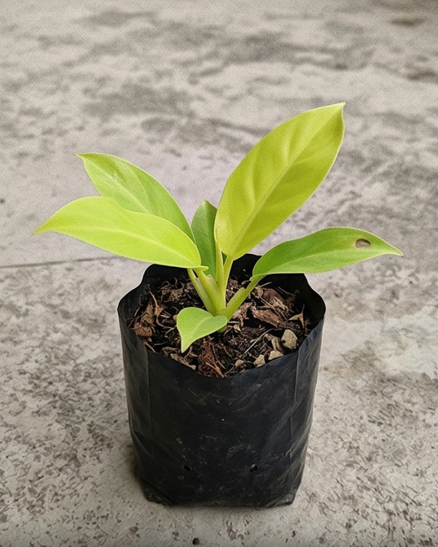 Philodendron Golden Plant — view 5