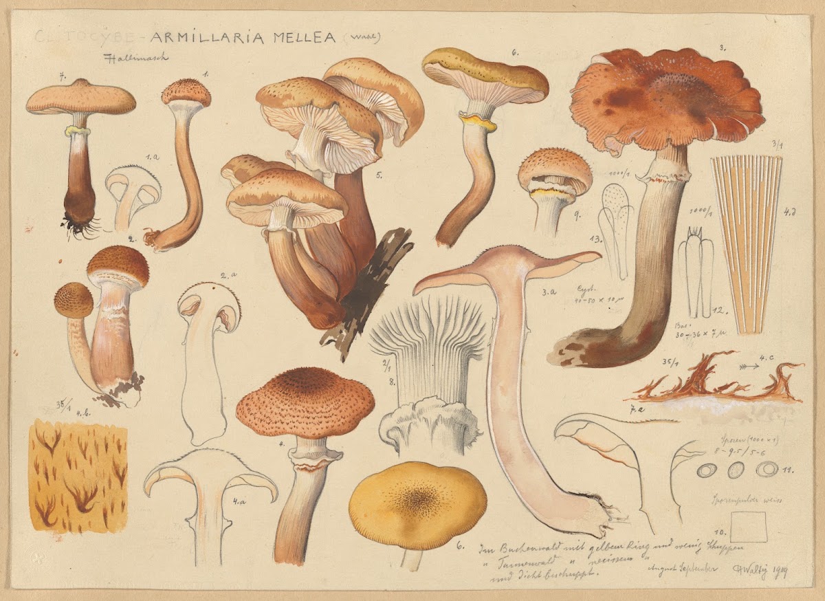 Armillaria mellea Wahl 1915 1945