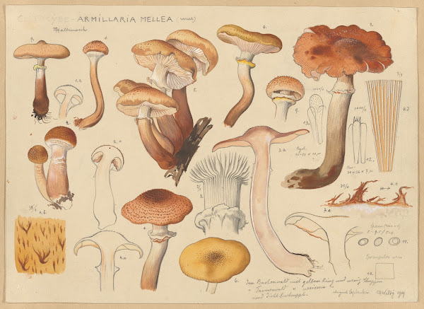 Armillaria mellea Wahl 1915 1945