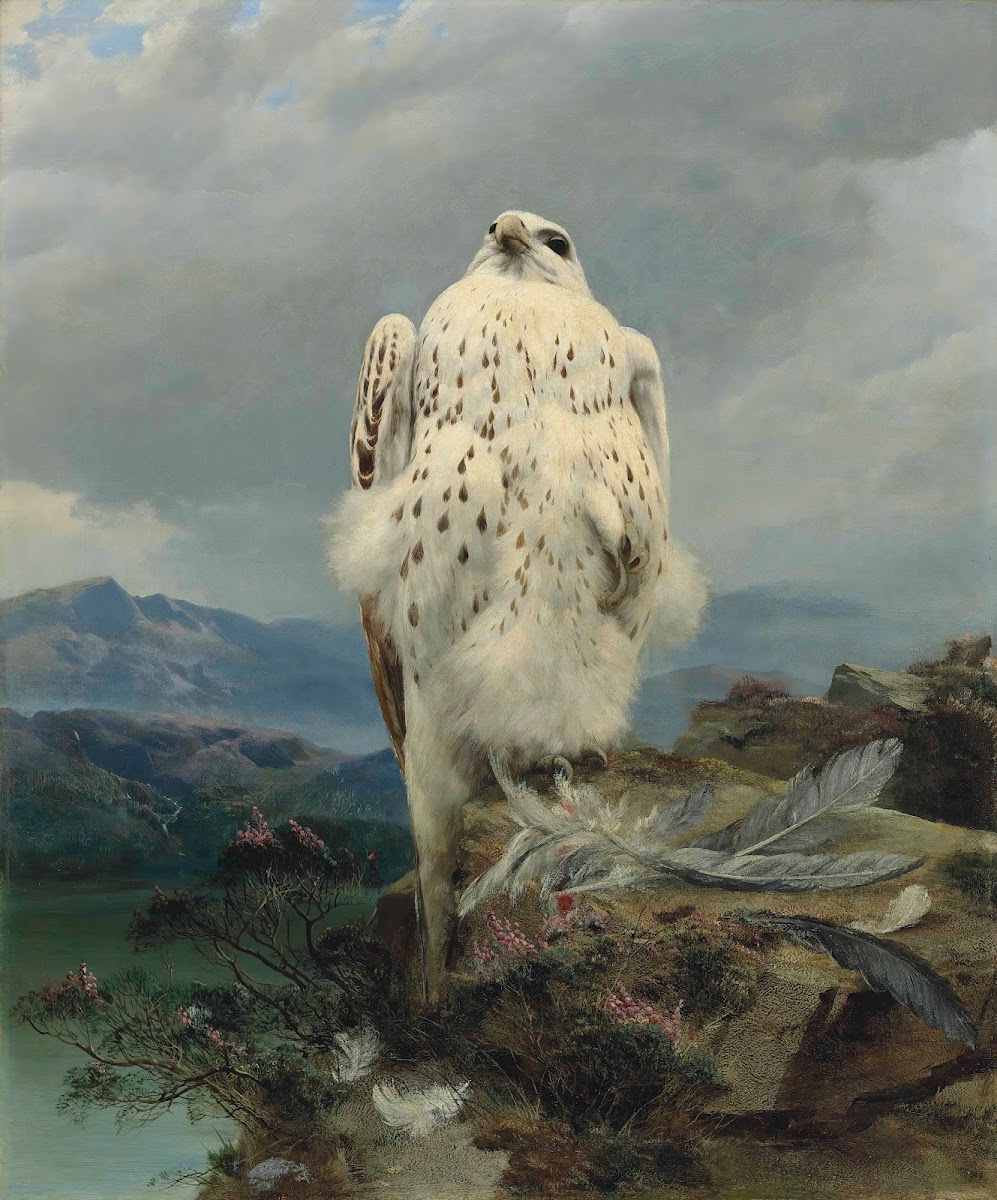 A Gyrfalcon In An Extensive Mountainous Landscape